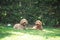 Two Groodle - Golden Doodle dogs sitting together on green grass