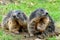 Two groundhogs sitting in the meadow near the entrance to the burrow