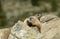 Two Groundhogs sitting on a Rock in the sun