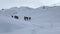 Two groups of hikers climbers with backpacks and trekking poles are walking along the snow trail.