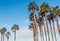 Two Groups of Tall Palm Trees with Blue Sky