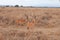 Two grown Thomson\'s gazelles standing on profile with trees in the background in Ngorongoro Safari.