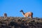 Two guanacos Lama guanicoe spotted in the steppes of Villavicencio natural reserve, in Mendoza, Argentina