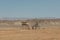 Two guard towers standing in the Negev Desert in Israel