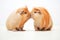 two guinea pigs facing each other, both squeaking