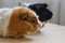 Two guinea pigs funny portraits close up indoor