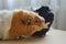 Two guinea pigs funny portraits close up indoor