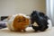 Two guinea pigs funny portraits close up indoor