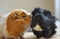 Two guinea pigs funny portraits close up indoor