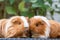 Two Guinea Pigs Nuzzling on Wicker Table