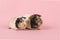 Two guinea pigs on a pink background