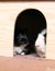 Two guinea pigs in the shelter