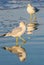 Two Gull Reflections