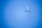 Two gulls fly in front of crescent / half moon