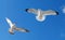 Two Gulls Flying and fighting