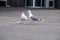 Two gulls at old town bricks road