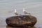 Two Gulls Resting