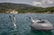 Two gulls in the sea, one is on a rubber boat