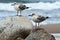 Two gulls sitting on the rocks