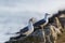 Two gulls standing on stones on dock wall in harbor, cry