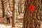 Two guys trekking in the forest of Cercedilla, Spain.