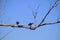 TWO HADEDA IBIS BIRDS PERCHED ON A BRANCH IN A DRY TREE