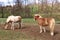 Two Haflinger horses posing on a meadow