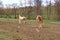 Two Haflinger horses posing on a meadow