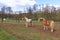 Two Haflinger horses posing on a meadow