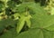 Two hairy buds with few leaves of a muskmallow plant\\\'s view from above