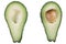 Two half avocado on white isolated background.