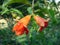 Two half bloomed pomegranate flowers