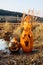 Two Halloween pumpkins are burning on the shore of the pond.