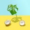 Two halves of fresh raw organic coconut on yellow bottom with green monstera leaf on blue sky backgound. Trendy concept with sunny