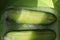 Two halves of frozen cucumber in green plate. Hard sunlight, shadow pattern. Concept of shock freezing of vegetable, raw food,