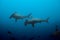 Two hammerhead sharks in the blue waters