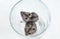 Two hamsters sitting in a glass transparent glass, top-down view