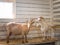 Two hand-held adult goats stand in a barn on the farm