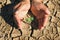 two hand protection young plant growing in soil arid