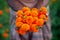 Two handfuls of orange marigold flowers displaying. A flower farmer collecting marigold flowers