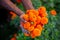 Two handfuls of orange marigold flowers displaying. A flower farmer collecting marigold flowers