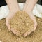 Two hands grasp corn grains out of a grain sack