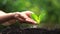 Two hands growing a young green plant