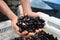 Two hands holding oil palm seeds in the basket.