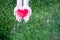 Two hands holding red heart with green grass background. Concept Give love