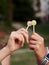 Two hands, holding yellow and red lollipops, Close-up picture of sweet fruit candies at fun fair in theme park. Summertime leisure