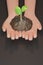 Two Hands holding young plants on the soil. Plant in hand on black background. Plant sapling on hand font view. Copy space for