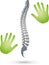 Two hands and spine, orthopedics and massage logo