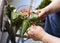 Two Hands Tighten the String Over the Leaf to Make Zongzi, Traditional Chinese Rice Dumplings for Dragon Boat Festival