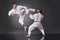 Two handsome young male karate fighting